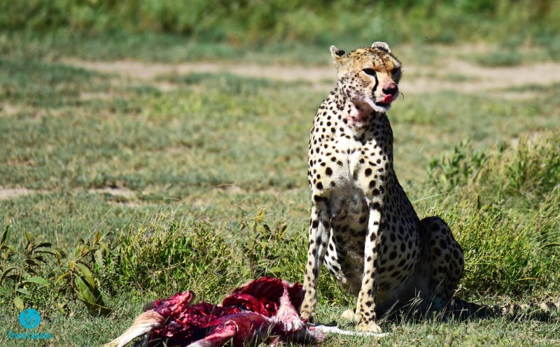 A Day In Ngorongoro, Tanzania - Travel Jaunts