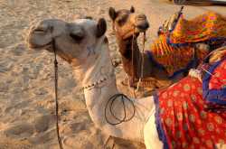 A day in the Thar