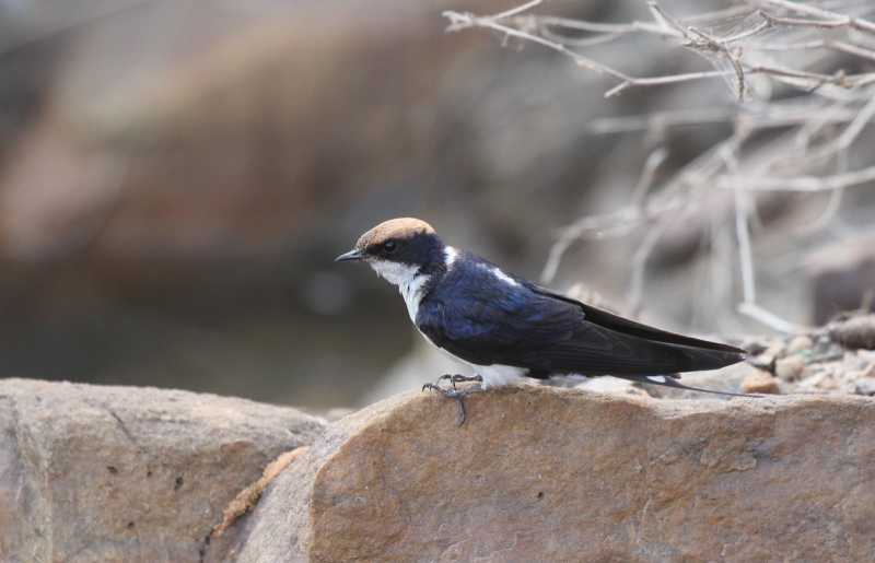 A Day Well Spent With The Bran Swallows...