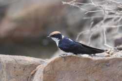 A day well spent with the Bran Swallows...