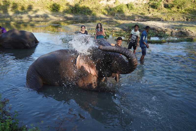 A Day With The Elephants Of Manas National Park - Munni Of All Trades