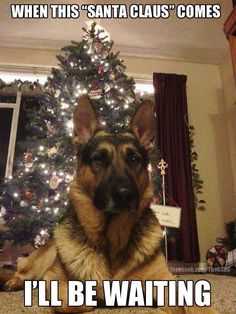 A Dog Owner’s Letter To Her Neighbor