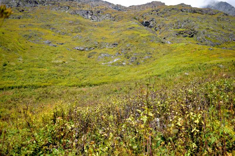 A Guide To Valley Of Flowers Solo Trek In INR 3000