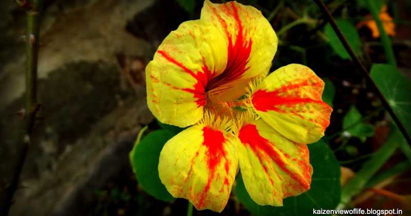 A Journey To The Hills : Solan Diaries! Part -2