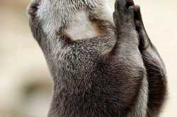 A little bit of this and that...: Essentials Of Rumi