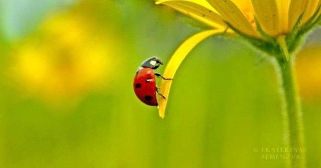 A Loveliness Of Ladybirds