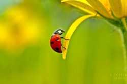 A loveliness of ladybirds