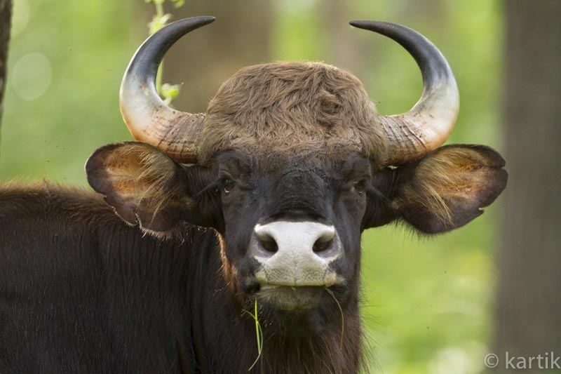 A Quick Dash To Kabini