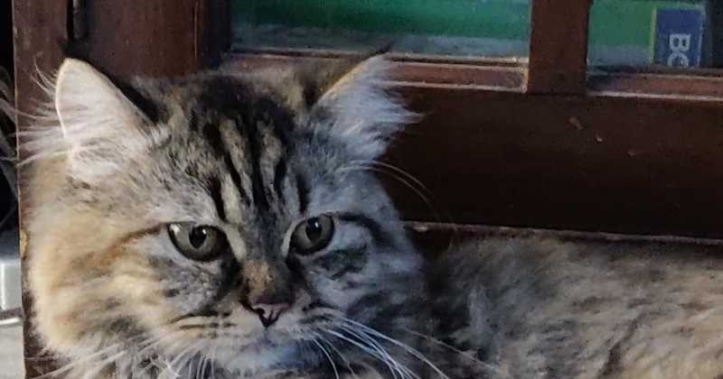 A Report On My Cat (Q&A)