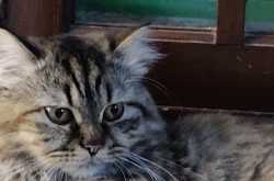 A report on my cat (Q&A)