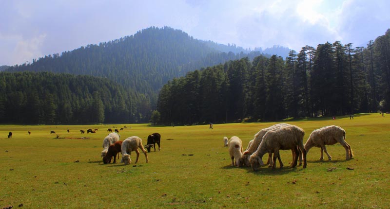 A Road Trip Through Himachal Pradesh With A Baby
