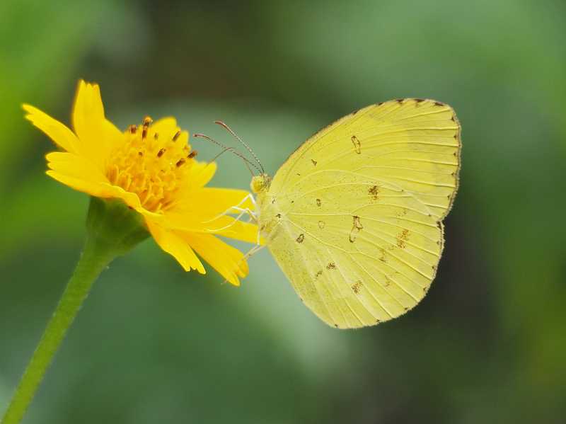 A Serene And Captivating Experience At Asola Bhatti’s Butterfly Park