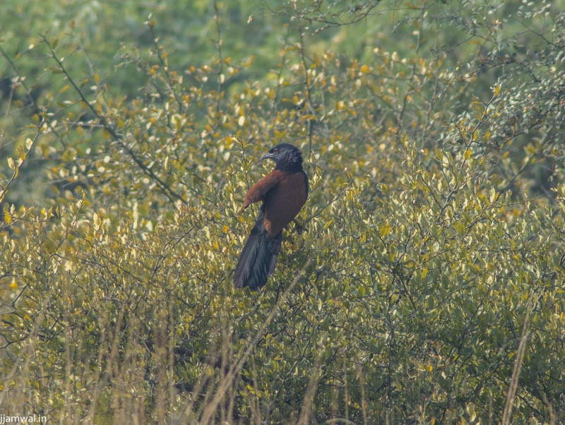 A Short Trip To Keoldeo National Park, Bharatpur
