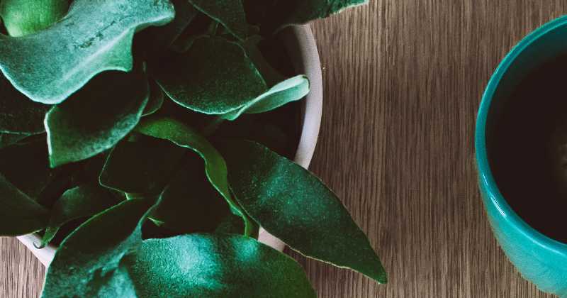 A Tiny Flicker Of Hope - Boundless By Natasha Malpani Oswal