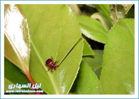 A To Z Of World: Absolutely Amazing Insect Engineering