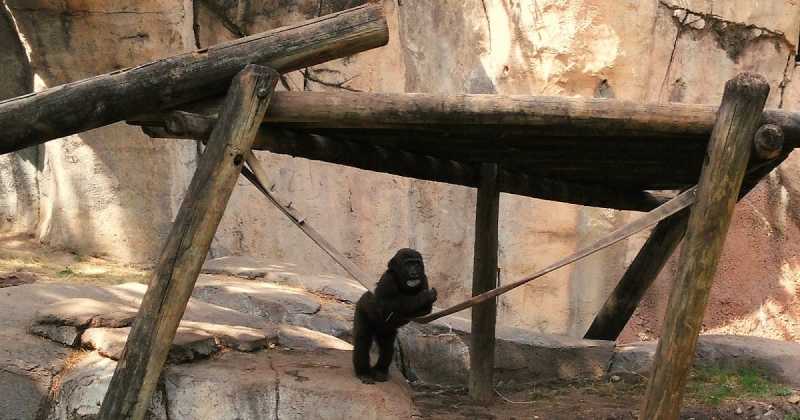 A Visit To Fort Worth Zoo, Texas