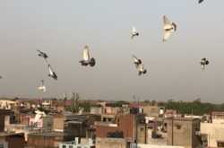 A visit to HAVELI DHARAMPURA