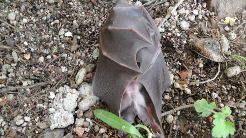 A Wounded Bat! (जखमी वटवाघूळ )