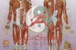 ACUPUNCTURE : THE NEEDLE THERAPY