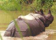 Abode Of One Horned Rhino