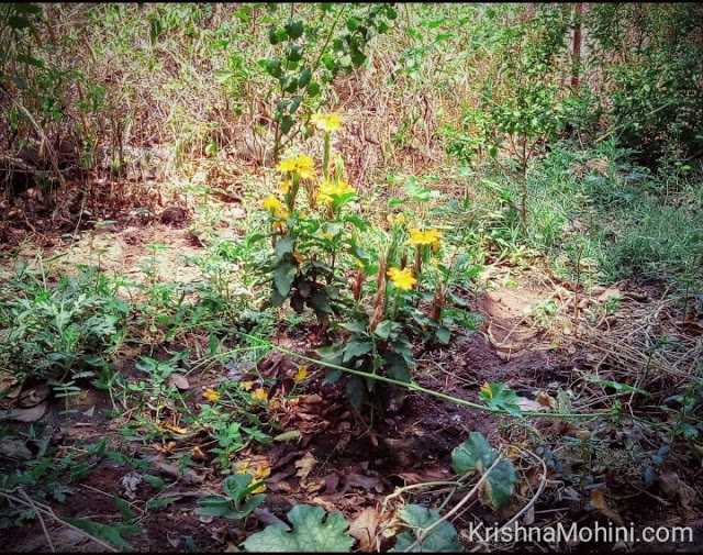 Aboli Flowers: Sunshine Smiles