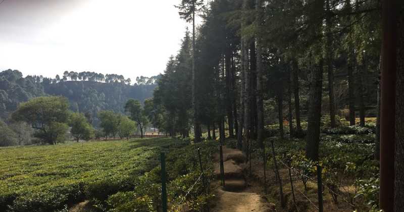 Across The Path Of Life!