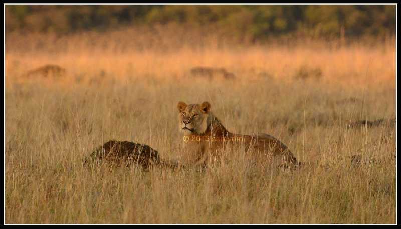 African Safari - Masai Mara 1 - Lions And Zebras