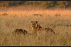African Safari - Masai Mara 1 - Lions and Zebras