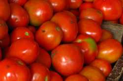 After onion & pulses, soaring price of tomatoes leave govt red-faced; common man suffers