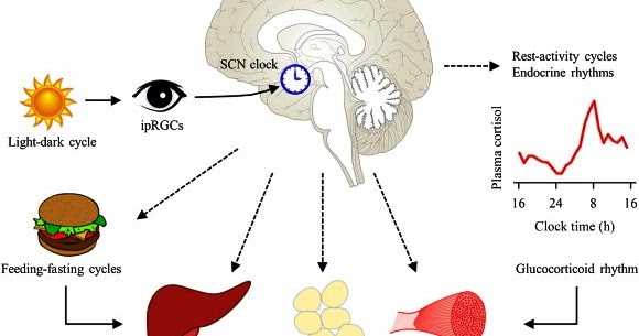 After Supper Walk A Mile To Burn More Fat!