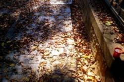 Afternoon Chai and February Pavements