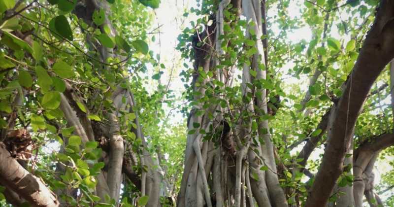 Akshayvat, Majhi, Lucknow/ Giant Banyan Tree Of Lucknow