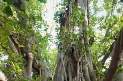 Akshayvat, Majhi, Lucknow/ Giant Banyan Tree of Lucknow