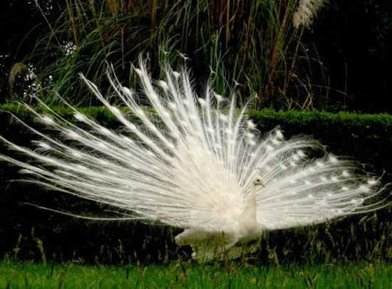 Albinos Of The Animal Kingdom