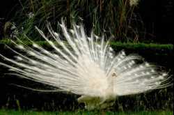 Albinos Of The Animal Kingdom