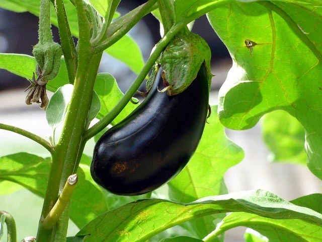 All About Eggplant – Tips For Buying, Storing And Cooking Eggplant