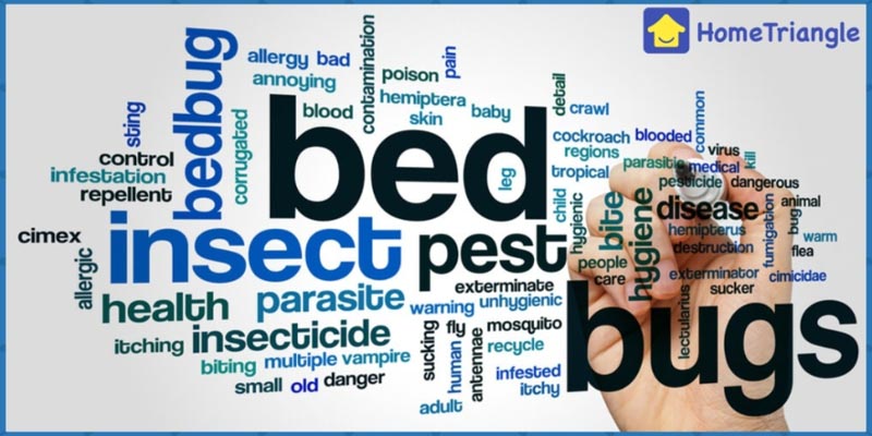 All You Need To Know About Bed Bugs