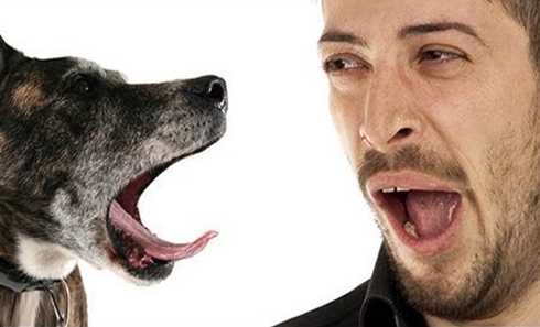 Allelomimetic Behavior In Dogs