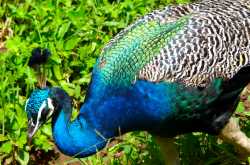 Alluring colors of Peacock!!!