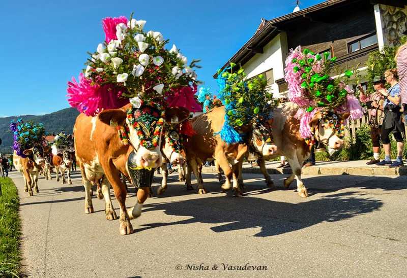 Almabtrieb, The Alpine Cow Festival - Lemonicks - Le Monde, The Poetic Travels