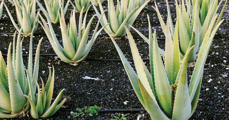 Aloe Vera Plant & Health Benefits Information