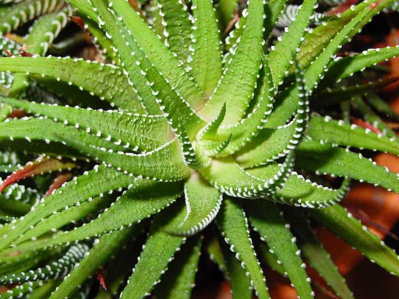 Aloe Vera: Types & Common Botanical Or Scientific Names