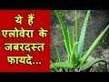Aloe Vera Benefits-aloe Vera Gel-aloe Vera Juice-aloe Vera Cream-aloe Vera Lotion
