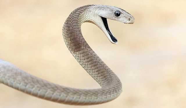 Amazing Black Mamba Snake - Black Mamba Facts, Photos, Information, Habitats, News