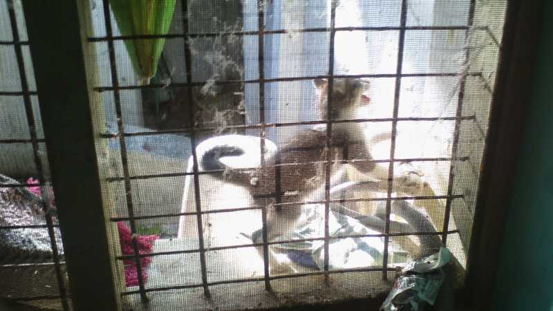 Amazing Cat And Kittens In My Home