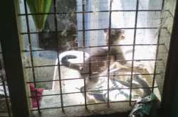 Amazing Cat and Kittens in My home