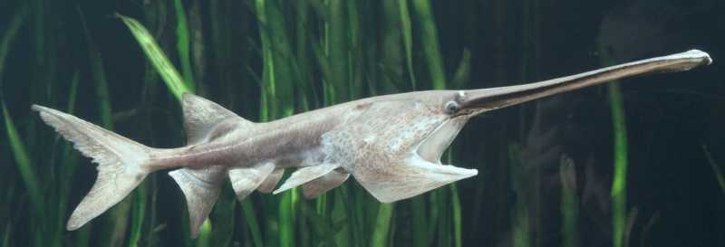 Amazing Chinese Paddlefish - Giant Panda Of The Rivers