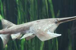 Amazing Chinese Paddlefish - Giant Panda of the Rivers