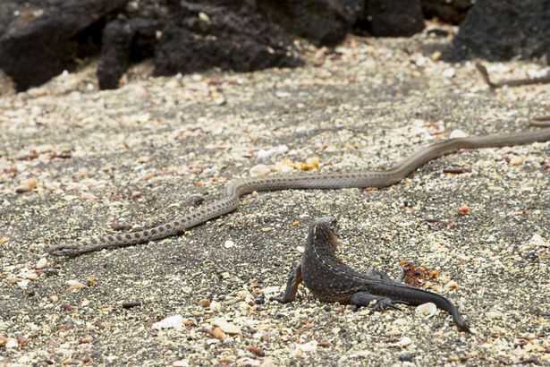 Amazing & EPIC Escape Of Sea Iguana From Deadly Snakes