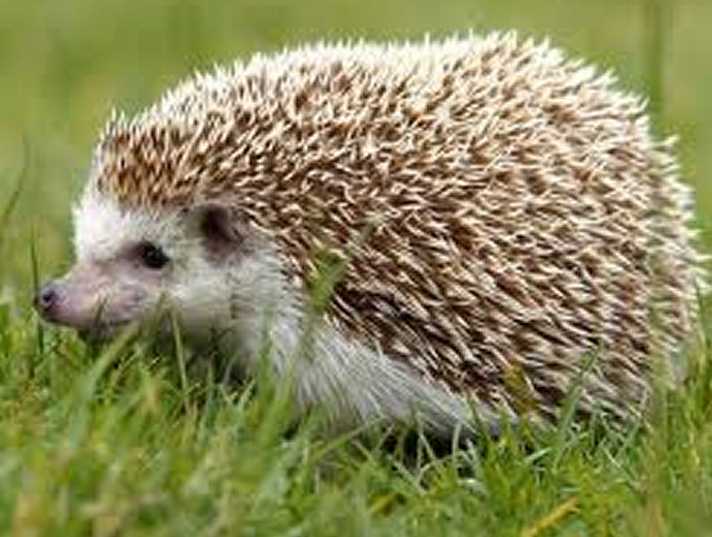 Amazing Hedgehog